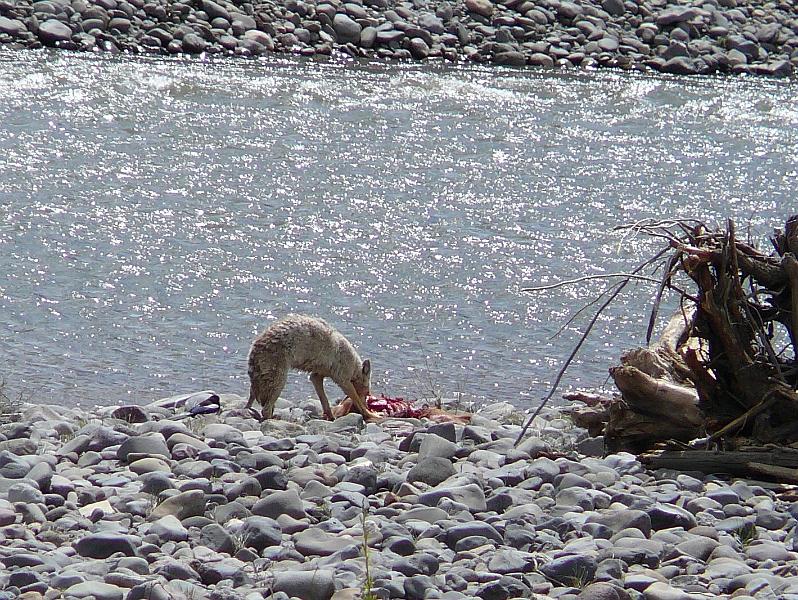 Coyote eatin 1.jpg - We think this coyote is feeding on a baby bison carcass that washed down the river. It is likely that the calf drowned.